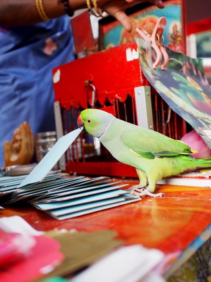 Premium Parrot Astrology Rent in Goa for Birthday, Wedding, Corporate Events